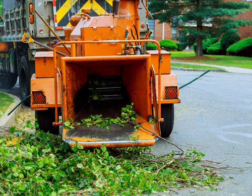 Why Tree Limbs Over Your Roof Cost More Than You Think